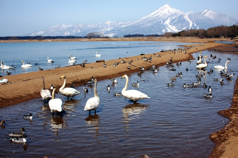 猪苗代湖の白鳥と磐梯山