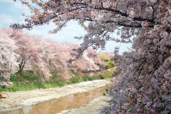 東一口・前川堤の桜並木